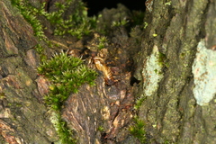 Synanthedon spuleri
