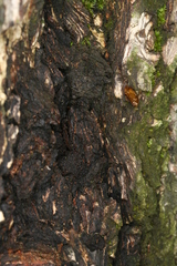 Synanthedon spuleri