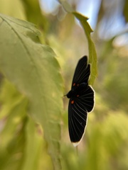 Melanis acroleuca acroleuca