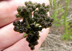 Lichtensteinia latifolia