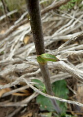 Lichtensteinia latifolia