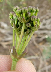 Lichtensteinia latifolia
