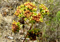 Lichtensteinia latifolia