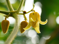 Clematis leschenaultiana