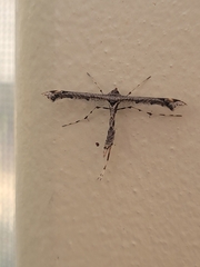 Anstenoptilia marmarodactyla