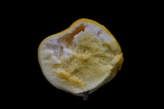 Lycoperdon dermoxanthum