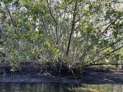 Laguncularia racemosa