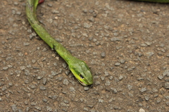 Philothamnus natalensis