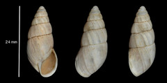 Zebrina detrita