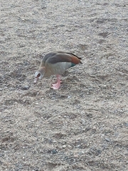 Alopochen aegyptiaca