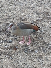 Alopochen aegyptiaca