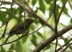 Antilophia galeata