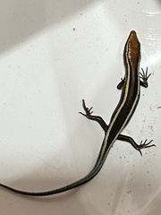 Psychosaura macrorhyncha