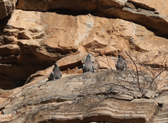 Columba rupestris