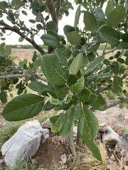 Ficus sycomorus