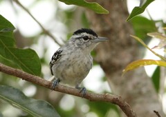 Herpsilochmus longirostris
