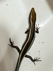 Psychosaura macrorhyncha