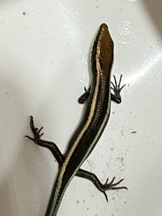 Psychosaura macrorhyncha