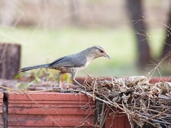 Campylorhynchus turdinus