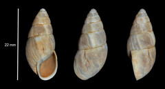 Zebrina detrita