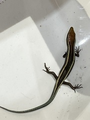 Psychosaura macrorhyncha
