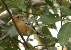 Herpsilochmus longirostris