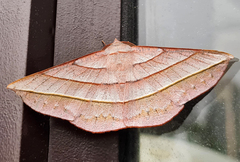 Sarcinodes aequilinearia