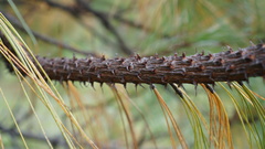 Pinus montezumae