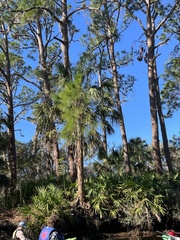 Sabal palmetto