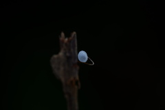 Gloiocephala