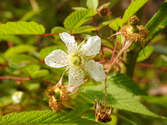 Rubus croceacanthus