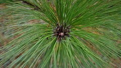 Pinus montezumae