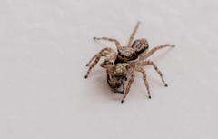 Menemerus bivittatus