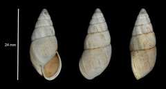 Zebrina detrita