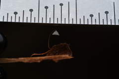Gloiocephala