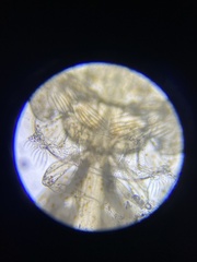 Caligidae