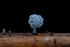 Mycena lazulina