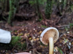 Austropaxillus boletinoides