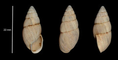 Zebrina detrita