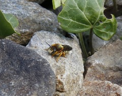 Rhodanthidium septemdentatum