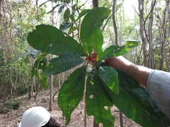 Pouteria campechiana