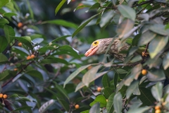 Psilopogon lineatus