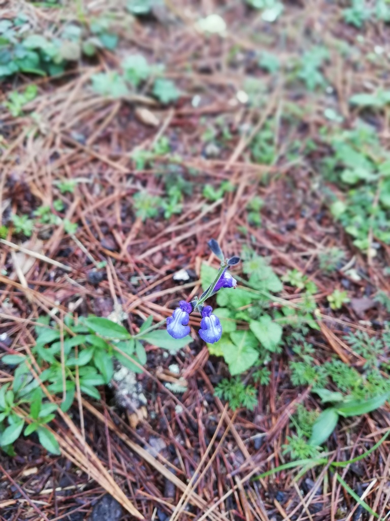 Salvia oblongifolia