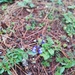 Salvia oblongifolia - Photo (c) Carlos Domínguez-Rodríguez, some rights reserved (CC BY-NC), uploaded by Carlos Domínguez-Rodríguez