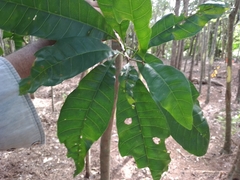 Pouteria campechiana