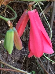 Lapageria rosea