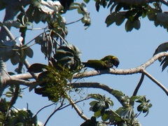 Primolius auricollis