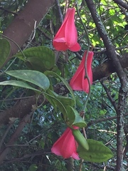 Lapageria rosea