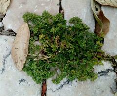 Polycarpon tetraphyllum