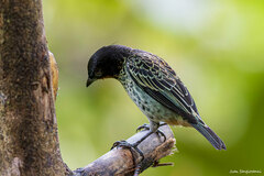 Ixothraupis rufigula